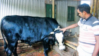Farmers busy nurturing cattle as Eid-ul-Azha approaches