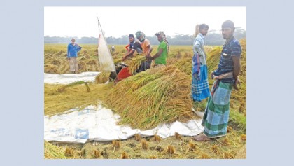 Farmers facing loss despite high yield