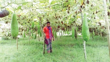 Farmers happy with boost in bottle gourd production in Bhola 