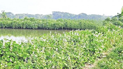 Farmers makes good profit from vegetable cultivation