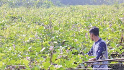 Farmers show interest in beans cultivation 