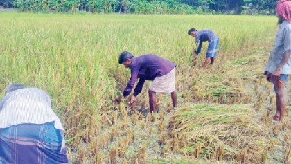 Farmers worried despite good yield