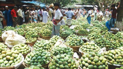 Brisk mango trading in Rajshahi, C’nawabganj