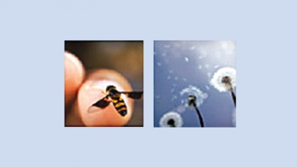 First Aid for Insect Stings