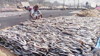 Fish farming adds 3.57pc to GDP