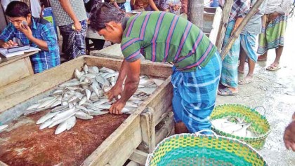 Fishermen catch hilsa in plenty
