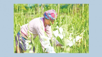 Flower cultivation gains popularity 