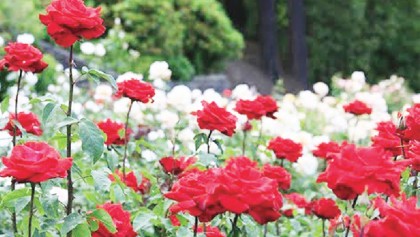 Flower exports yet to gain traction