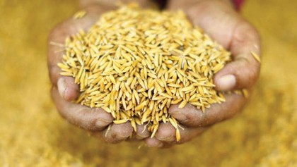 Foodgrain production 
grows by 13pc in 6 years