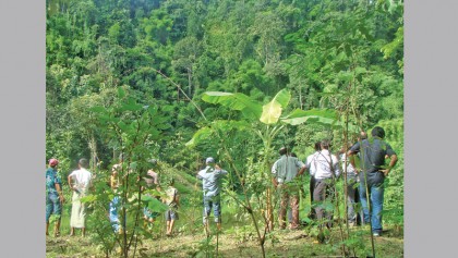 Forest governance in Bangladesh 