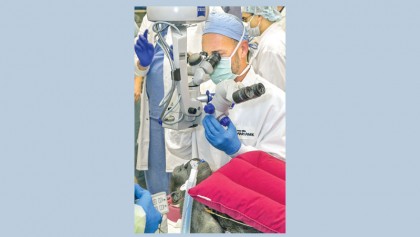 Gorilla at Zoo undergoes surgery