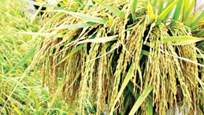 Govt plans to buy Boro rice early to benefit farmers 
