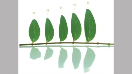 Green growth strategies: Where to start?