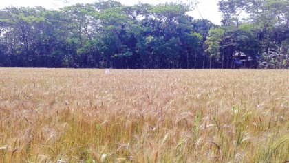 Growers happy over good yield, fair price of wheat