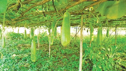 Growers of bottle gourds happy over good production, fair price
