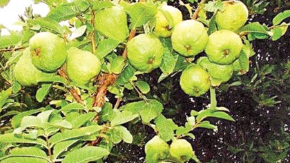 Guava farming delights many farmers 