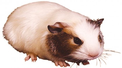 Guinea pigs harbour a 
hidden health hazard
