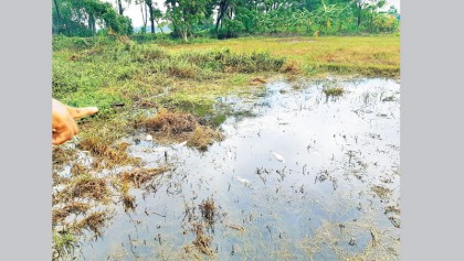 ‘Toxic death’ floating on Halda waters