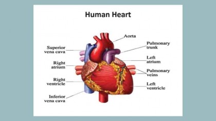 Heart imaging - is it helping or hurting your health?