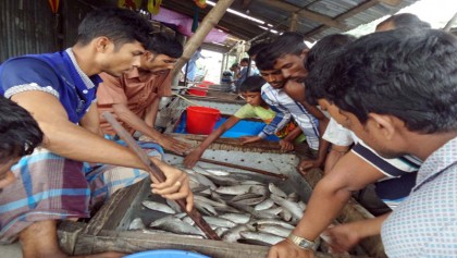 Hilsa prices shoot up in Khulna markets