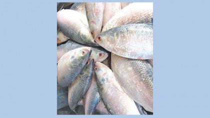 Hilsa price goes up in Khulna
