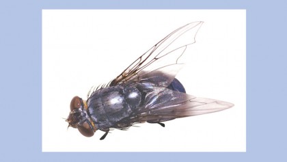 Houseflies: Just how 
bad are they for 
your health?