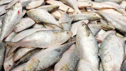 437kg hilsa, 4.94 lakh 
meter nets seized 