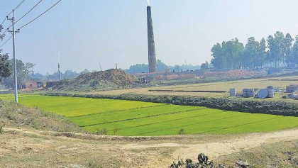 Illegal brick kilns pollute environment in Tangail
