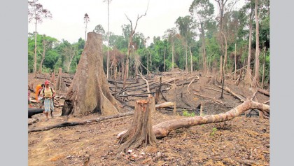 Illegal logging must stop