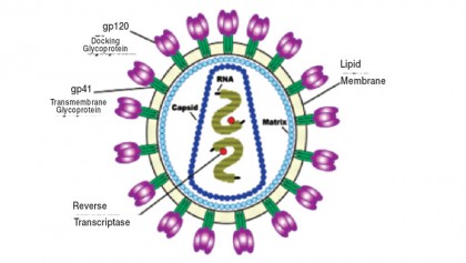 Immune disorders