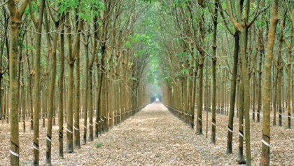 Increase tree plantation