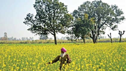 Indian election budget helps farmers, middle class 