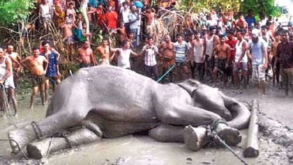 Indian elephant rescued, finally