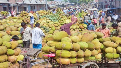 Jackfruit growers get high yield, fair prices