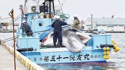 Japan resumes commercial hunt of whales