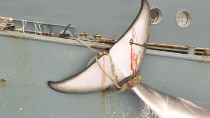 Far from harpoons, whales star in Iceland ecotourism boom