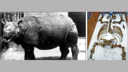 We know exactly how the Vietnamese Javan rhino went extinct