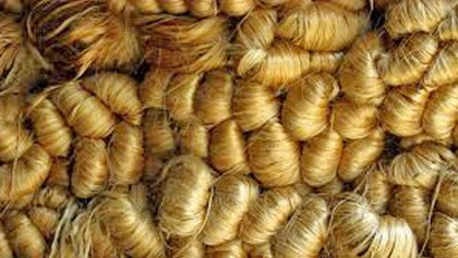 Ban on raw jute export lifted