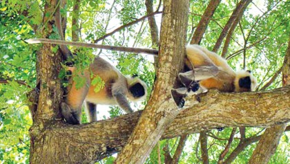 Langurs in Jashore vulnerable due to lack of food, shelter