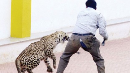 Can we learn to live with leopards?