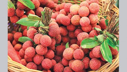 Litchi becomes money spinner in Thakurgaon