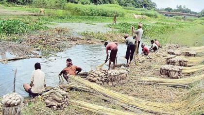 Jute rotting pollutes rivers