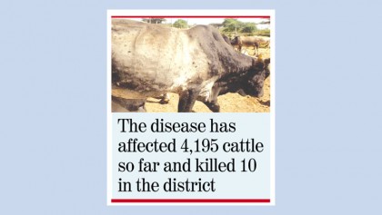 Lumpy skin disease causes concern for Faridpur cattle farmers