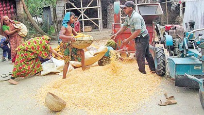 Maize growers worried over falling prices
