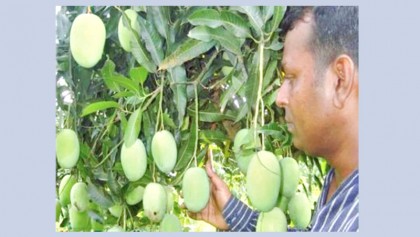 Mango growers deprived of fair price in Sakhipur