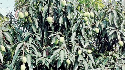Mango production likely to exceed target in Rajshahi