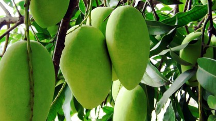 Rich mango crop likely this season