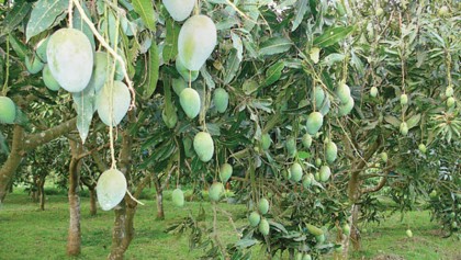 Bumper mango yield