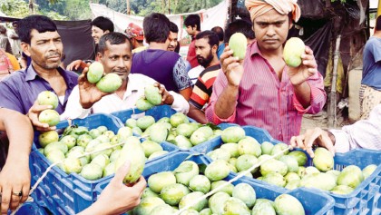 Mangoes start appearing in Rajshahi markets