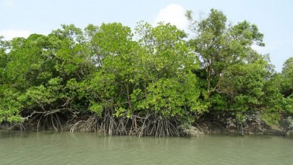 Mangrove forests depleting fast 